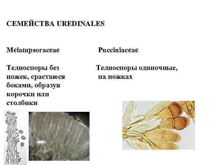 СЕМЕЙСТВА UREDINALES Melampsoraceae Pucciniaceae Телиоспоры без ножек, срастаюся боками, образуя корочки или столбики Телиоспоры