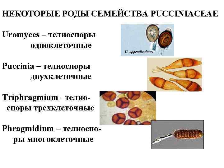 НЕКОТОРЫЕ РОДЫ СЕМЕЙСТВА PUCCINIACEAE Uromyces – телиоспоры одноклеточные Puccinia – телиоспоры двухклеточные Triphragmium –телиоспоры
