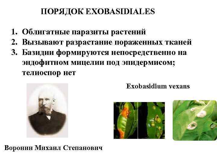 ПОРЯДОК EXOBASIDIALES 1. Облигатные паразиты растений 2. Вызывают разрастание пораженных тканей 3. Базидии формируются