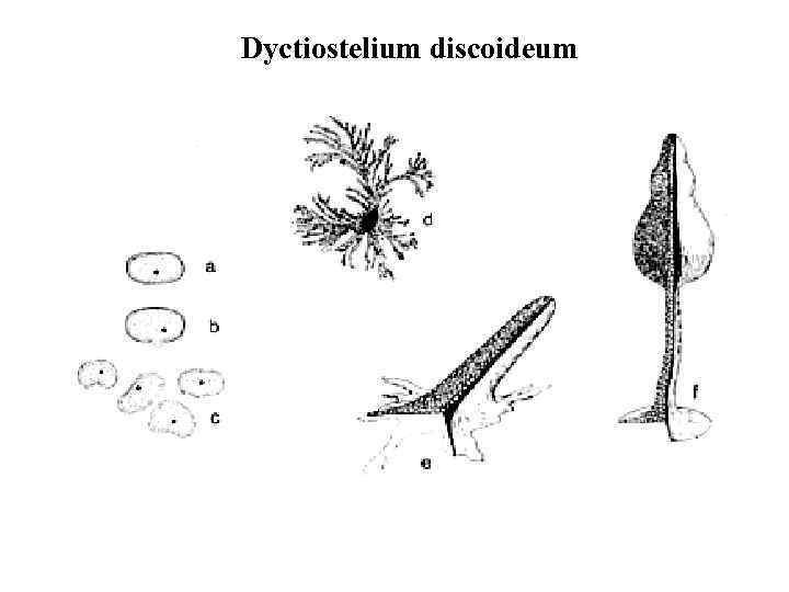 Dyctiostelium discoideum 