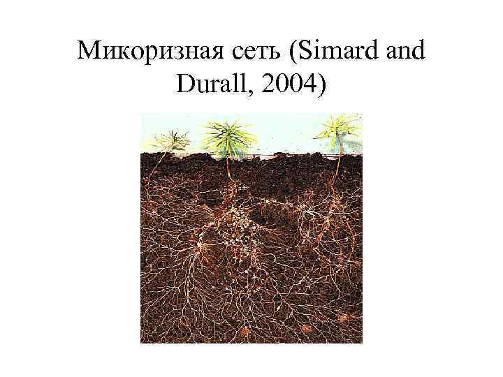 Микоризная сеть (Simard and Durall, 2004) 