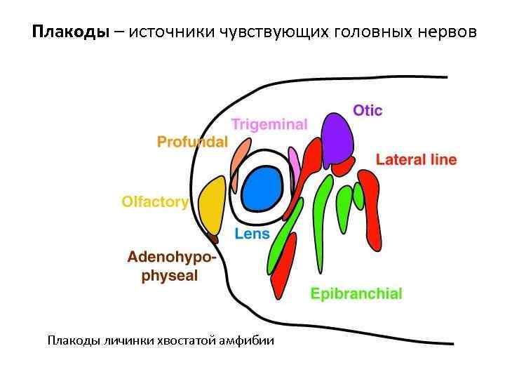 Плакоды – источники чувствующих головных нервов Плакоды личинки хвостатой амфибии 