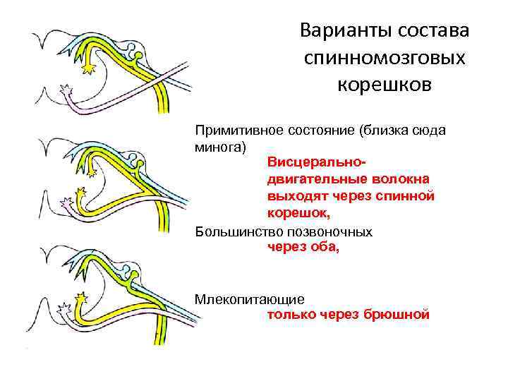 Варианты состава спинномозговых корешков Примитивное состояние (близка сюда минога) Висцеральнодвигательные волокна выходят через спинной