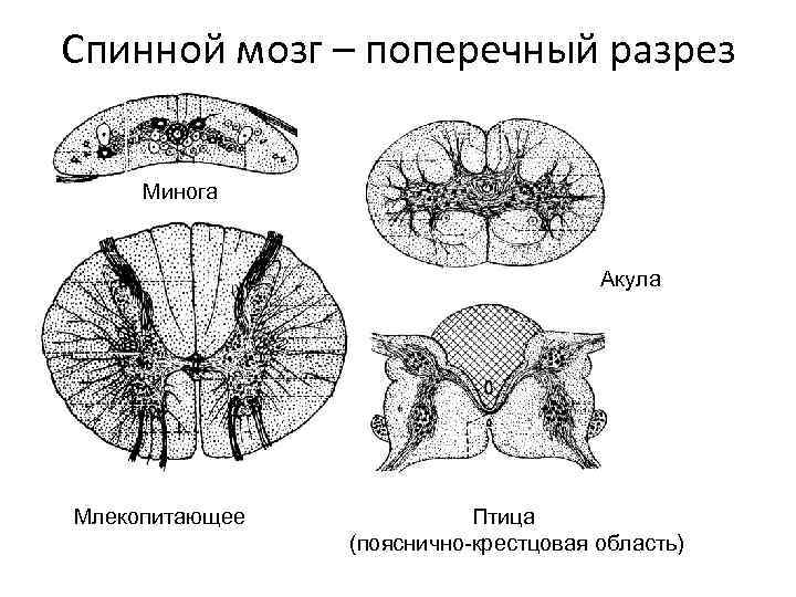Спинной мозг – поперечный разрез Минога Акула Млекопитающее Птица (пояснично-крестцовая область) 