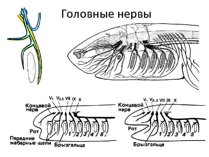 Головные нервы 