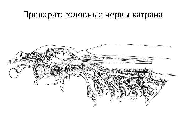 Препарат: головные нервы катрана 