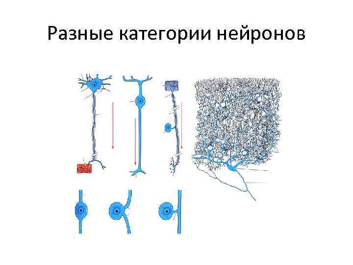 Разные категории нейронов 