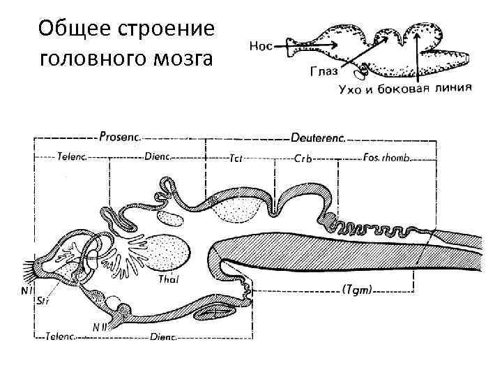 Общее строение головного мозга 