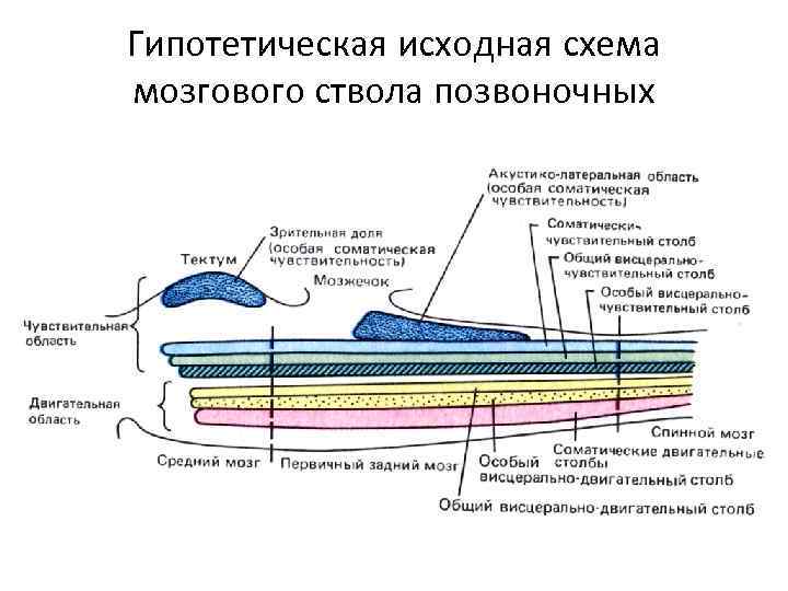 Гипотетическая исходная схема мозгового ствола позвоночных 