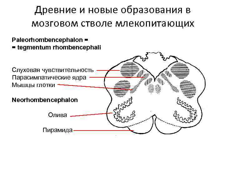 Древние и новые образования в мозговом стволе млекопитающих Paleorhombencephalon = = tegmentum rhombencephali Слуховая
