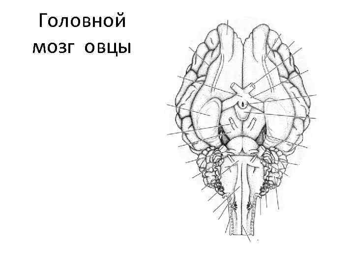 Головной мозг овцы 