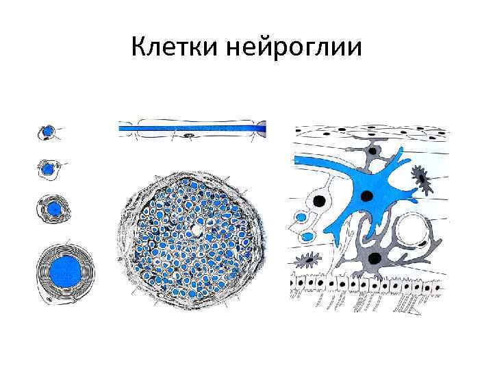 На схеме представлены клетки нейроглии первый тип клетки цилиндрической формы с ресничками