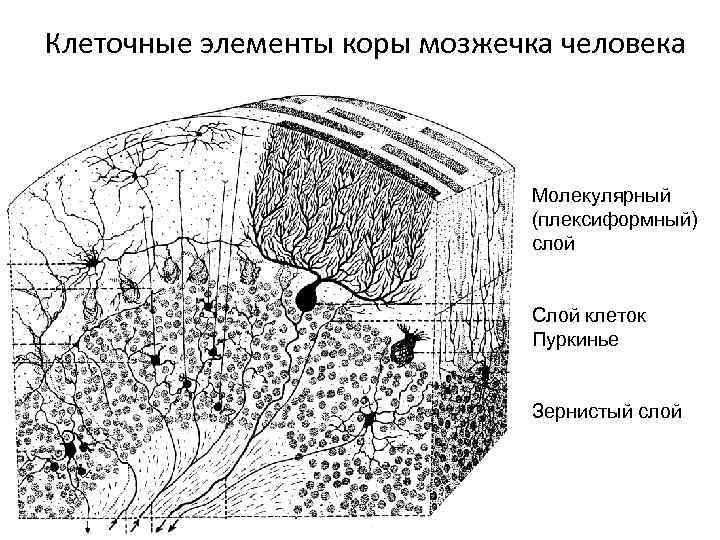 Клеточные элементы коры мозжечка человека Молекулярный (плексиформный) слой Слой клеток Пуркинье Зернистый слой 