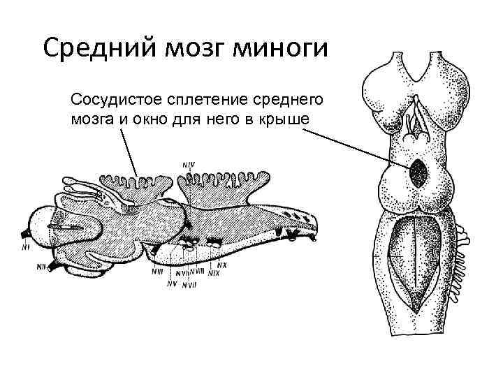 Средний мозг миноги Сосудистое сплетение среднего мозга и окно для него в крыше 