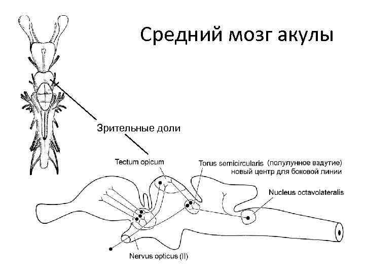 Средний мозг акулы Зрительные доли 