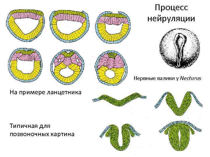 Процесс нейруляции Нервные валики у Necturus На примере ланцетника Типичная для позвоночных картина 