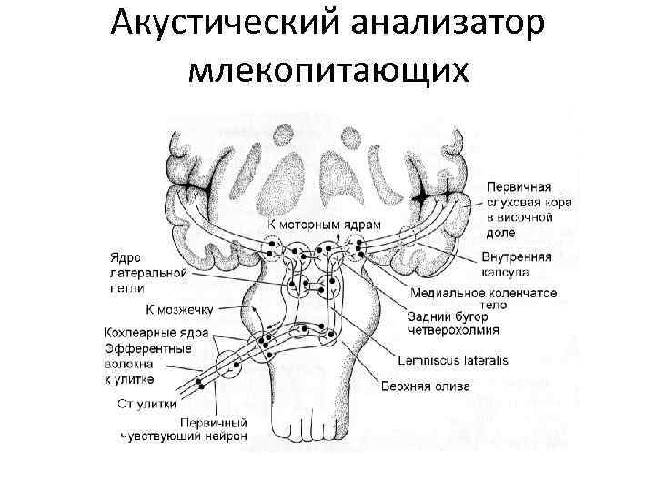 Акустический анализатор млекопитающих 