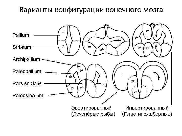 Варианты конфигурации конечного мозга Pallium Striatum Archipallium Paleopallium Pars septalis Paleostriatum Эвертированный (Лучепёрые рыбы)