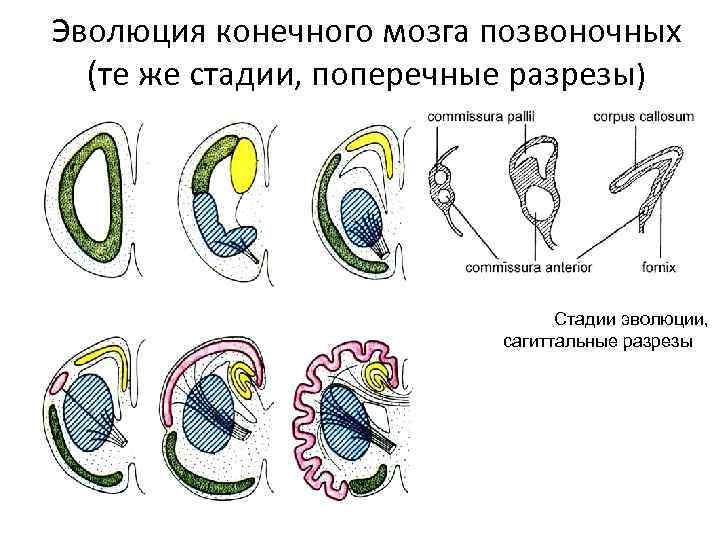 Эволюция конечного мозга позвоночных (те же стадии, поперечные разрезы) Стадии эволюции, сагиттальные разрезы 