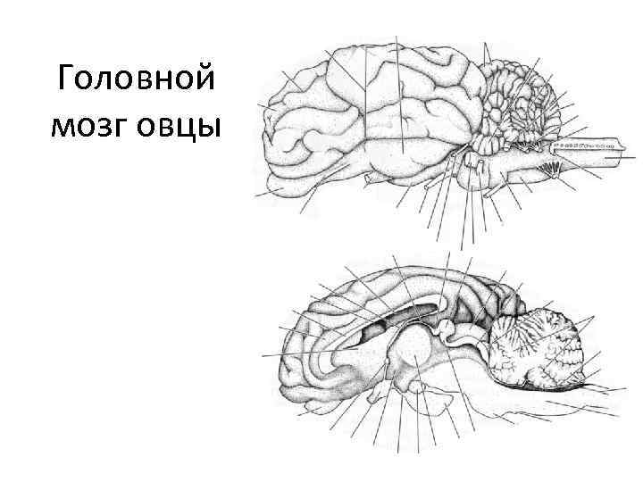 Головной мозг овцы 