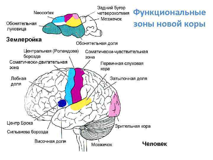 Функциональные зоны новой коры Землеройка Человек 
