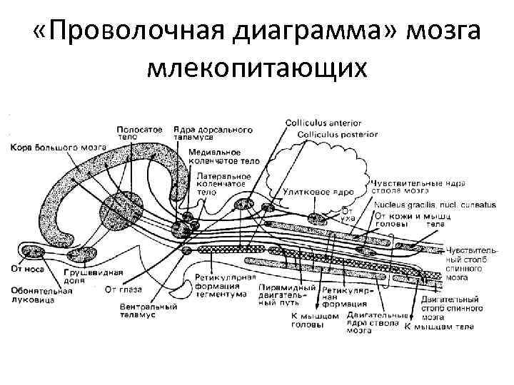  «Проволочная диаграмма» мозга млекопитающих 