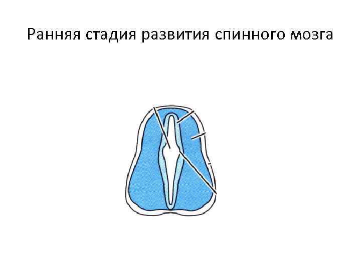 Ранняя стадия развития спинного мозга 