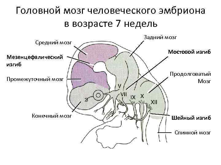 Головной мозг человеческого эмбриона в возрасте 7 недель Средний мозг Мезенцефалический изгиб Промежуточный мозг