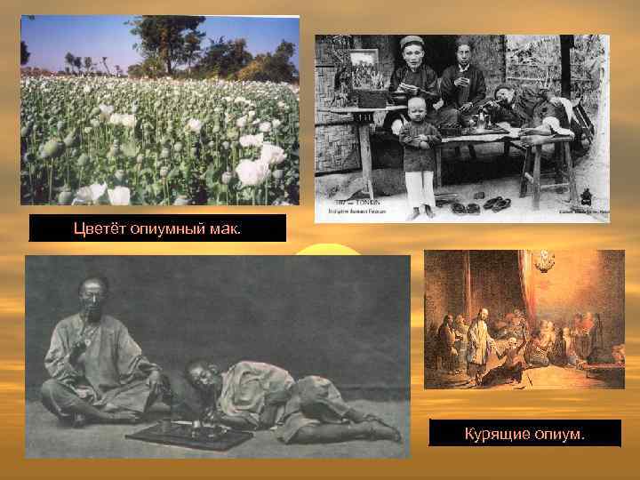 Цветёт опиумный мак. Курящие опиум. 
