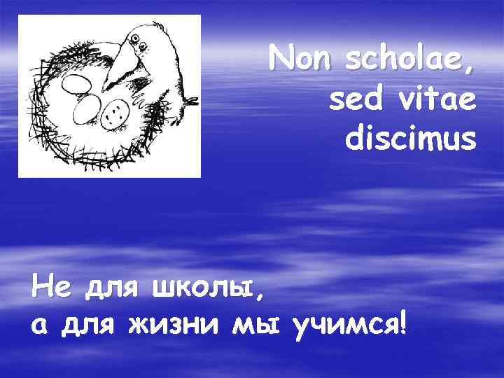 Non scholae, sed vitae discimus Не для школы, а для жизни мы учимся! 