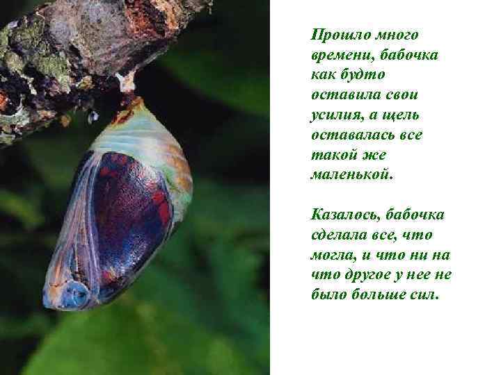 Прошло много времени, бабочка как будто оставила свои усилия, а щель оставалась все такой