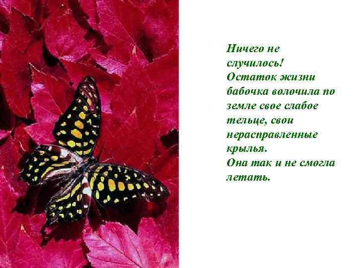 Ничего не случилось! Остаток жизни бабочка волочила по земле свое слабое тельце, свои нерасправленные