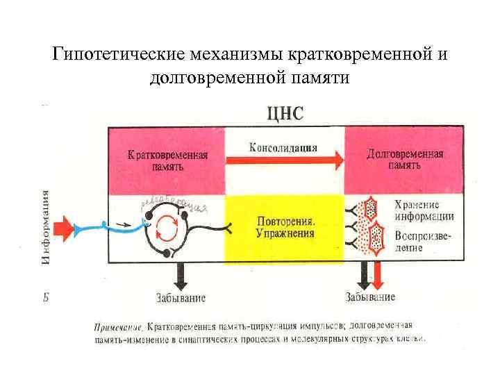 Гипотетические механизмы кратковременной и долговременной памяти 