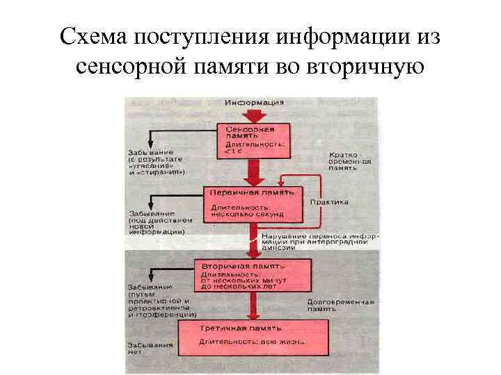 Схема поступления информации из сенсорной памяти во вторичную 