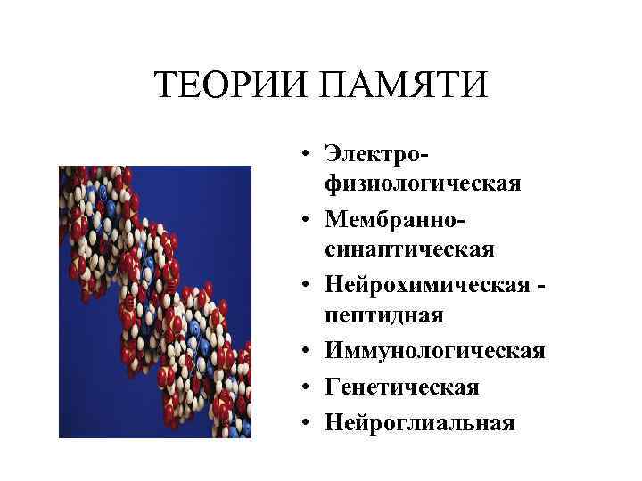 ТЕОРИИ ПАМЯТИ • Электрофизиологическая • Мембранносинаптическая • Нейрохимическая пептидная • Иммунологическая • Генетическая •
