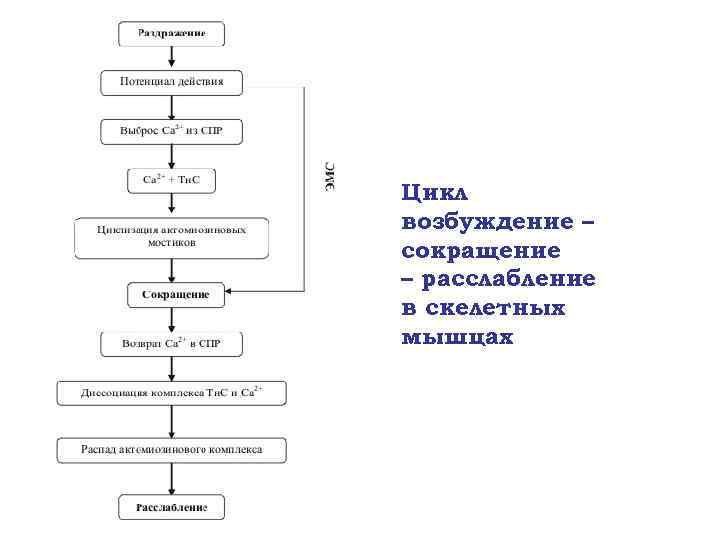 Цикл возбуждение – сокращение – расслабление в скелетных мышцах 