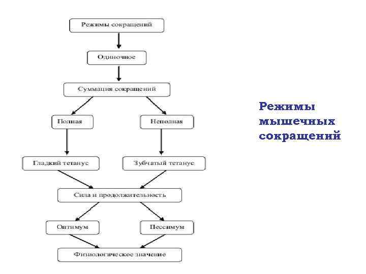 Режимы мышечных сокращений 