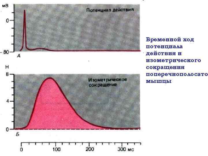 Временной ход потенциала действия и изометрического сокращения поперечнополосатой мышцы 