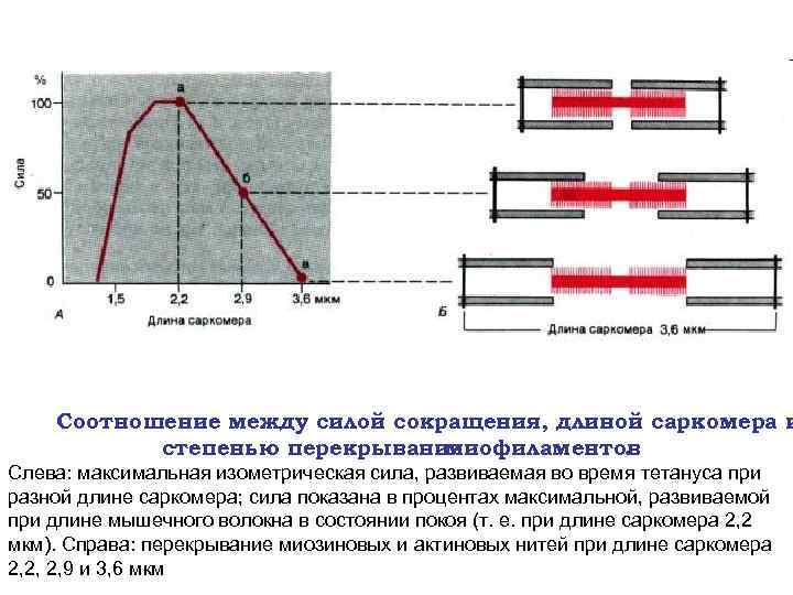 Соотношение между силой сокращения, длиной саркомера и степенью перекрывания миофиламентов. Слева: максимальная изометрическая сила,