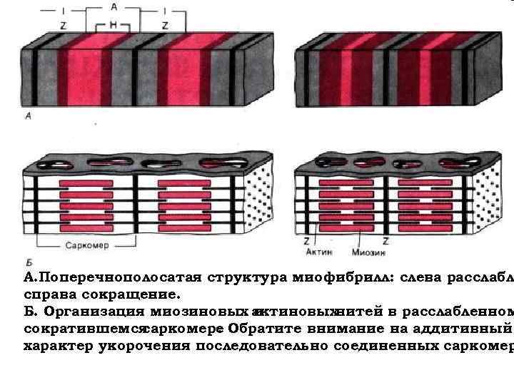 Схема строения поперечно полосатого мышечного волокна