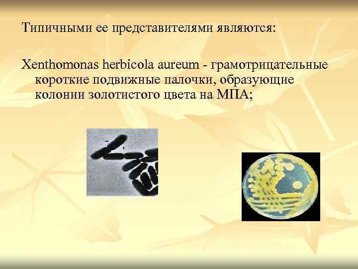 Типичными ее представителями являются: Xenthomonas herbicola aureum - грамотрицательные короткие подвижные палочки, образующие колонии