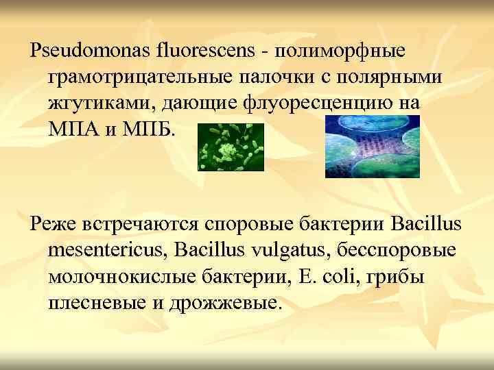 Pseudomonas fluorescens - полиморфные грамотрицательные палочки с полярными жгутиками, дающие флуоресценцию на МПА и