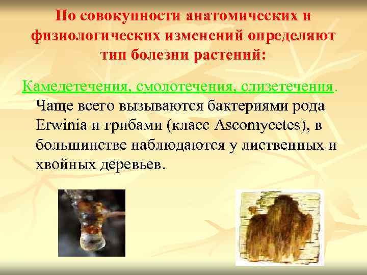 По совокупности анатомических и физиологических изменений определяют тип болезни растений: Камедетечения, смолотечения, слизетечения. Чаще