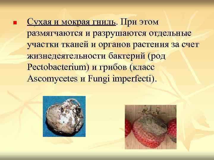 n Сухая и мокрая гниль. При этом размягчаются и разрушаются отдельные участки тканей и