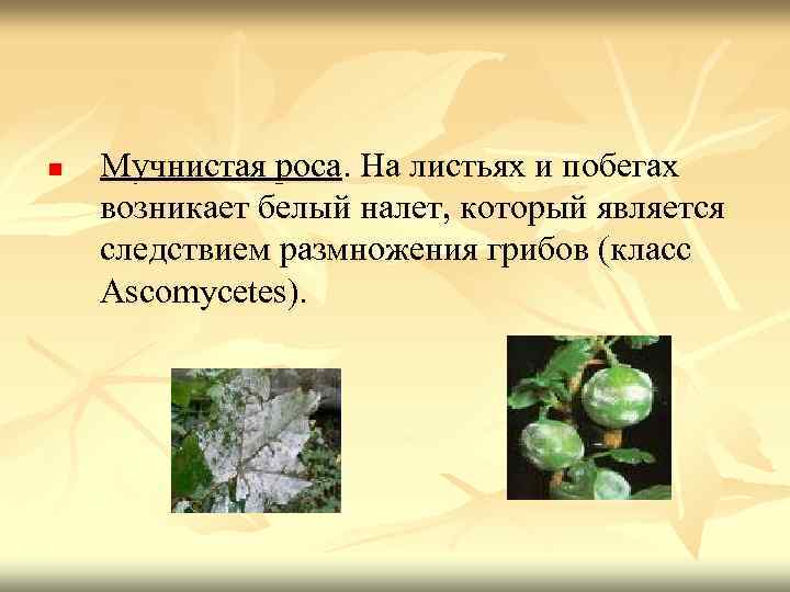 n Мучнистая роса. На листьях и побегах возникает белый налет, который является следствием размножения