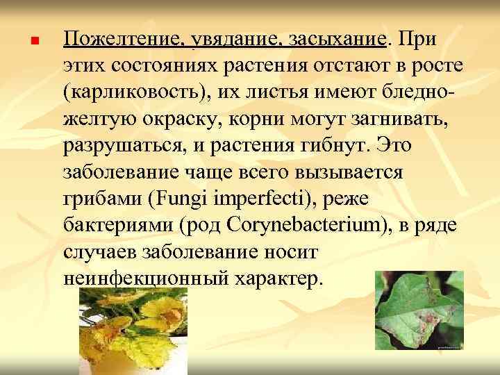 n Пожелтение, увядание, засыхание. При этих состояниях растения отстают в росте (карликовость), их листья