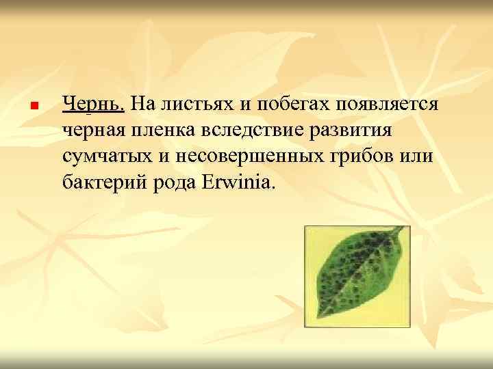 n Чернь. На листьях и побегах появляется черная пленка вследствие развития сумчатых и несовершенных