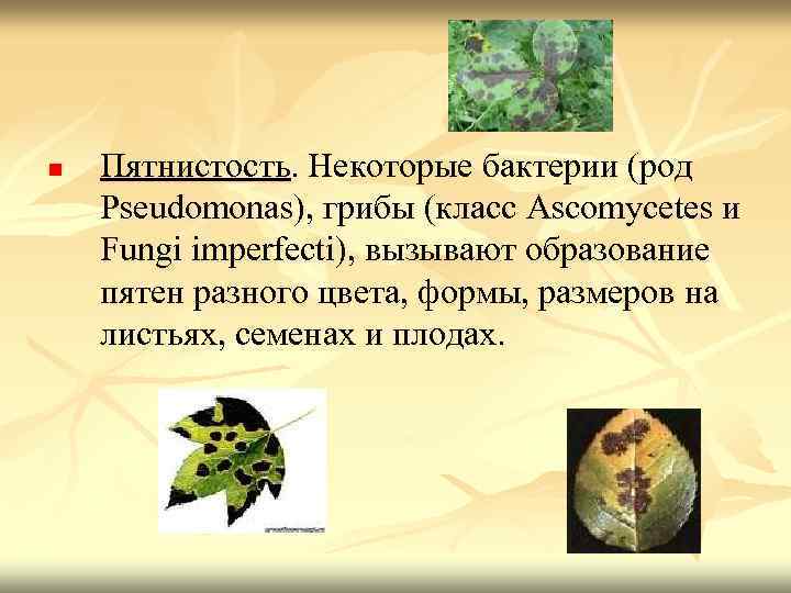 n Пятнистость. Некоторые бактерии (род Pseudomonas), грибы (класс Ascomycetes и Fungi imperfecti), вызывают образование