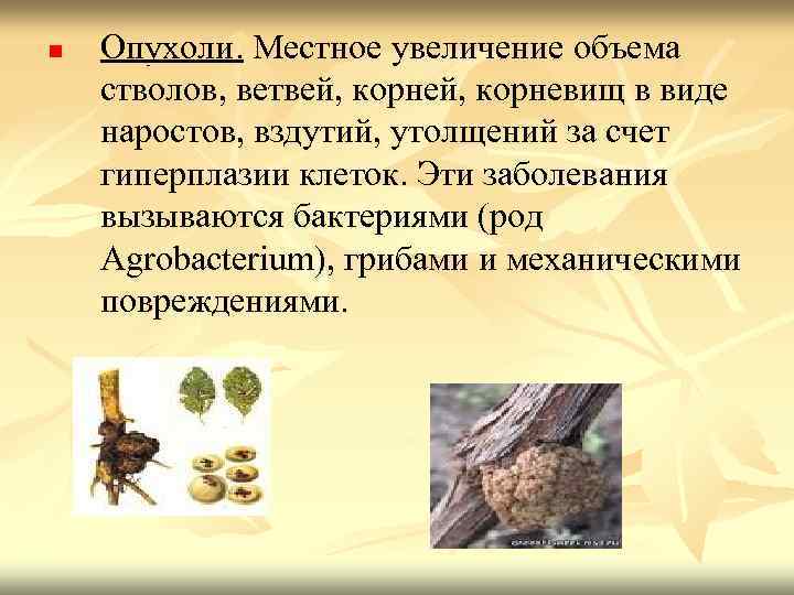 n Опухоли. Местное увеличение объема стволов, ветвей, корневищ в виде наростов, вздутий, утолщений за