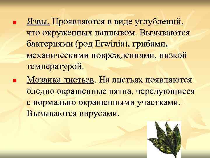 n n Язвы. Проявляются в виде углублений, что окруженных наплывом. Вызываются бактериями (род Erwinia),